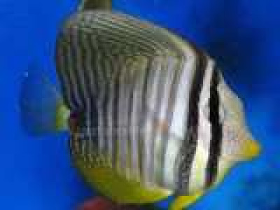 African Sailfin Tang, Desjardini