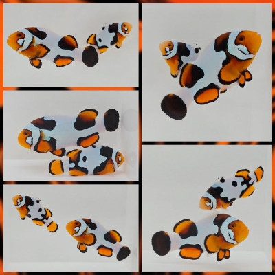 Clownfish Bonded Pair Picasso w/ Cheek Spots Harvest Moon