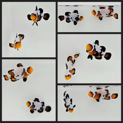 Clownfish Bonded Pair Blacker Ice/Ice Mocha
