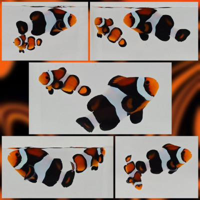 Clownfish Bonded Pair Super Fancy Caramel Corn