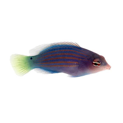 Six Line Wrasse