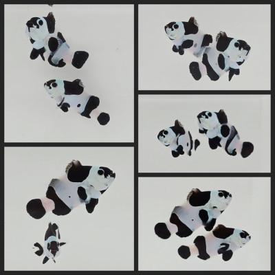 Clownfish Bonded Pair Black Storm