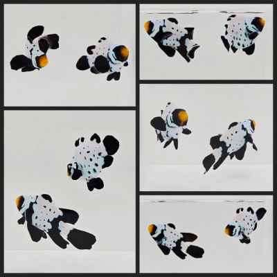 Clownfish Bonded Pair Absolute Zero Stubby/Blacker Ice (Black Snow) w/ Bulletholes