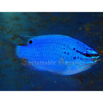 Blue Devil Damsel