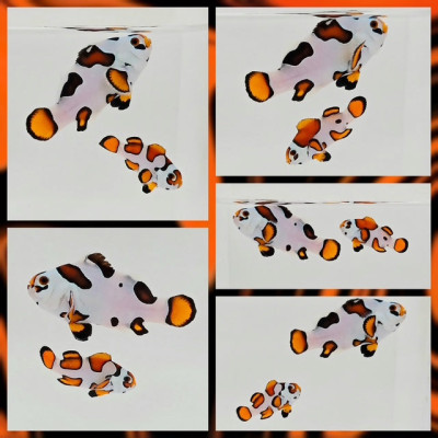 Clownfish Bonded Pair (Spooky) Orange Storm