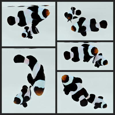 Clownfish Bonded Pair Wide-Bar Black/Black DaVinci