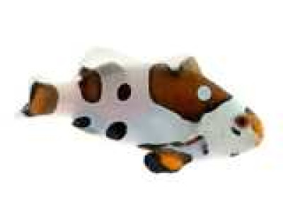 Clownfish Picasso Storm