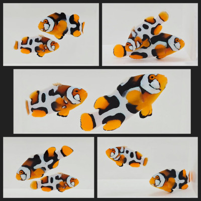 Clownfish Bonded Pair Helmet Onyx Picasso
