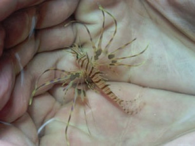 Volitan Lionfish