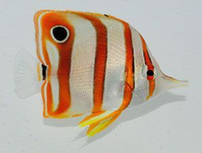 Copperband Butterflyfish