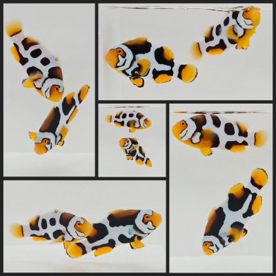 Clownfish Bonded Pair Helmet Onyx Picasso (Southeast Asian Aquacultured)