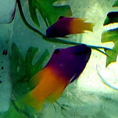 Caribbean Royal Gramma Basslet