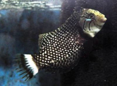 Dragon Wrasse Juvenile