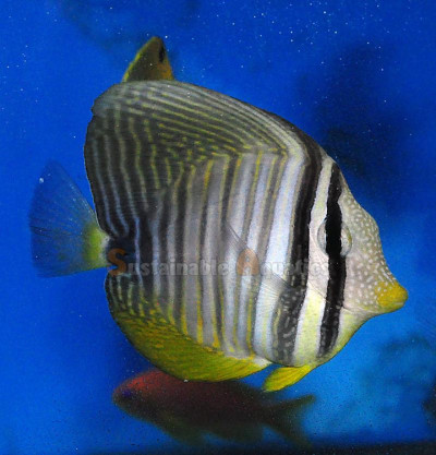 Sailfin Tang, Desjardini