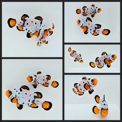 Clownfish Bonded Pair Fancy Snowflake Extreme w/ Bulletholes