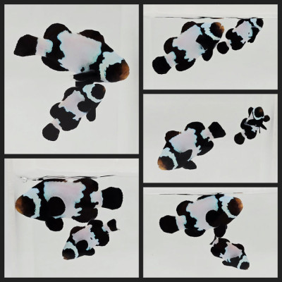 Clownfish Bonded Pair Black Snowflake