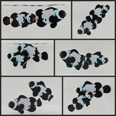 Clownfish Bonded Pair Black Snowflake