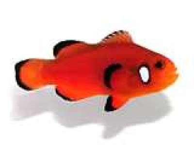 Clownfish Orange Nearly Naked