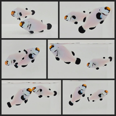 Clownfish Bonded Pair Onyx Platinum