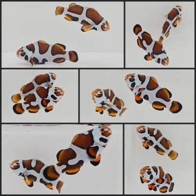 Clownfish Bonded Pair Picasso Storm