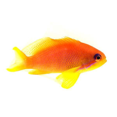 African Lyretail Anthias Female