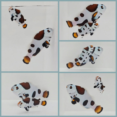 Clownfish Bonded Pair Smiley Picasso Storm