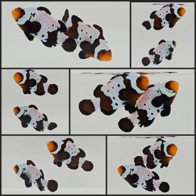 Clownfish Bonded Pair Blacker Ice w/ Bulletholes
