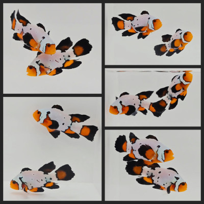 Clownfish Bonded Pair Black Ice Special