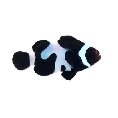 Clownfish Black DaVinci Semi Smudgy
