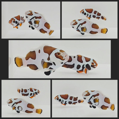 Clownfish Bonded Pair Picasso Storm