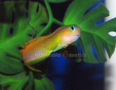 Midas Blenny