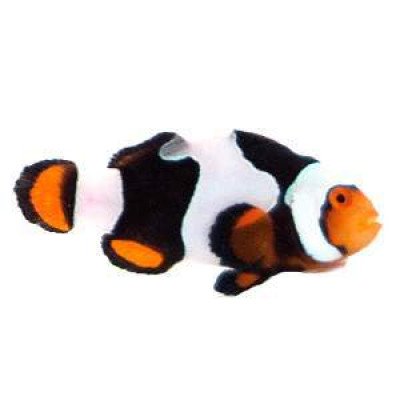 Clownfish Onyx Picasso C-Quest Line