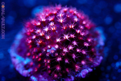 ECC Purple Passion Stylocoeniella