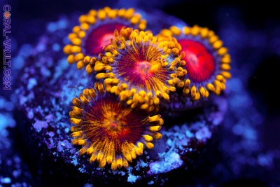 CC Super Saiyan Zoa