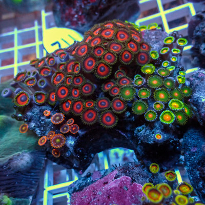 WYSIWYG Rainbow Zoa Combo Colony