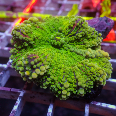 WYSIWYG Large Lemon Lime Rainbow Yuma Mushroom (1-2")