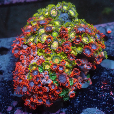 WYSIWYG Rainbow Zoa Combo Colony