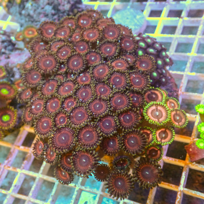 WYSIWYG Rainbow Zoa Combo Colony