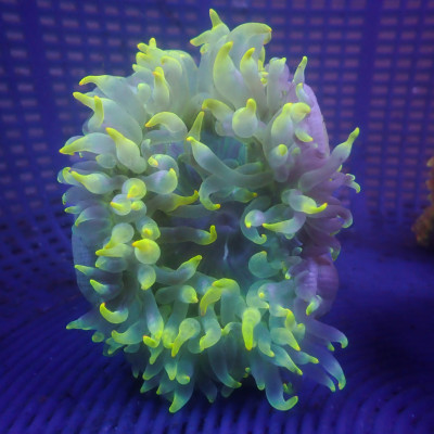 WYSIWYG Thunda Bolts Bubble Tip Anemone (Rare, 2-4")