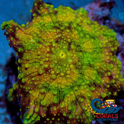 Spotted Acid Trip Gold Discosoma Mushroom