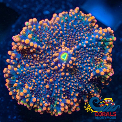 Indo Electric Blue Yuma Mushroom