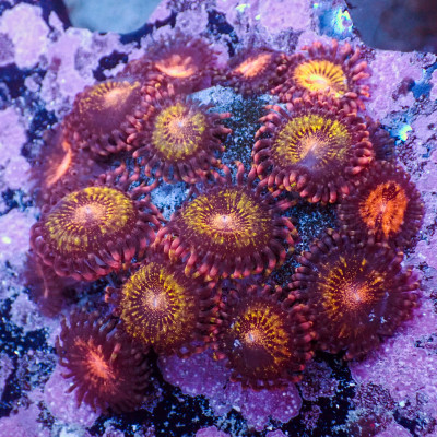 WYSIWYG Pandora Zoa Colony (15+ Polyps)