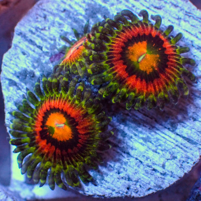 Rainbow Incinerator Zoa (2-3 Polyps)