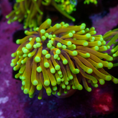 WYSIWYG Inferno HellFire Indo Gold Torch Colony (2 Polyps)
