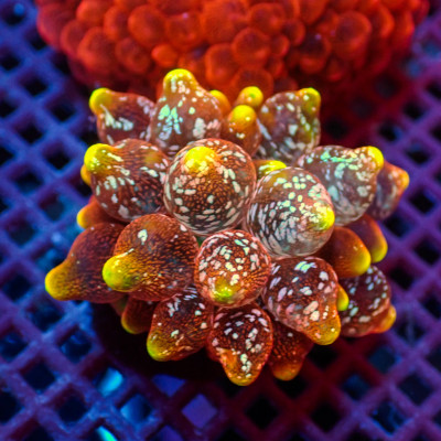 WYSIWYG Ultra Rainbow Hellfire Bubble Tip Anemone (Ultra Rare, 1-2”)