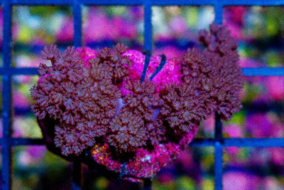 Colt Leather Frag – Indo