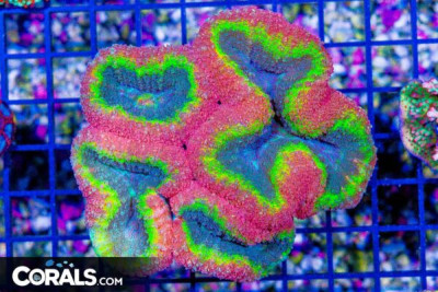 Lobophyllia – Australia Ultra RAINBOW GLOWING! (Blue Video Inside!)