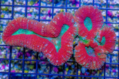 Lobophyllia – Australia Ultra Multicolored!