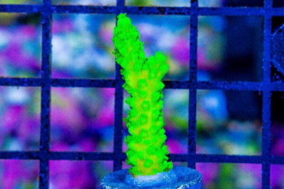 BALI GREEN SLIMER Acropora Frag Great Size – Aquacultured
