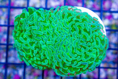 Branching Hammer – Neon – 2 Heads – Aussie